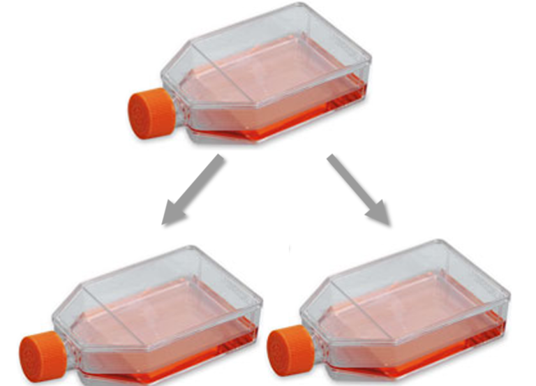 Cell Culture Information for HuH7 HUH7 Cell Line